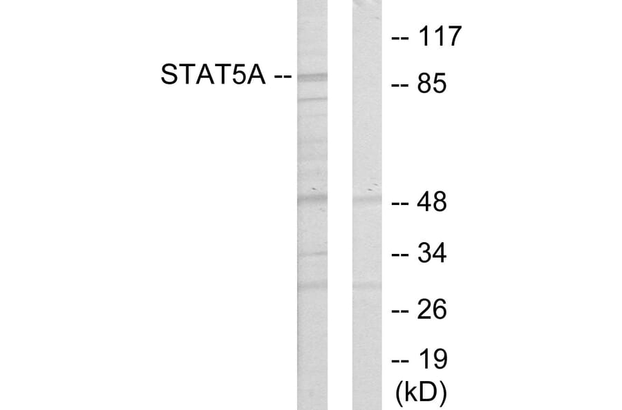 Western Blot - Anti-STAT5A Antibody (C10605) - Antibodies.com