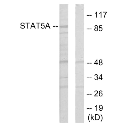 Western Blot - Anti-STAT5A Antibody (C10605) - Antibodies.com