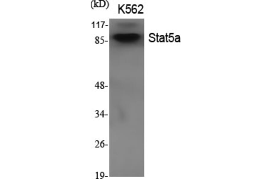 Western Blot - Anti-STAT5A Antibody (C10605) - Antibodies.com