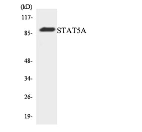 Western Blot - Anti-STAT5A Antibody (R12-3567) - Antibodies.com