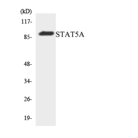 Western Blot - Anti-STAT5A Antibody (R12-3567) - Antibodies.com