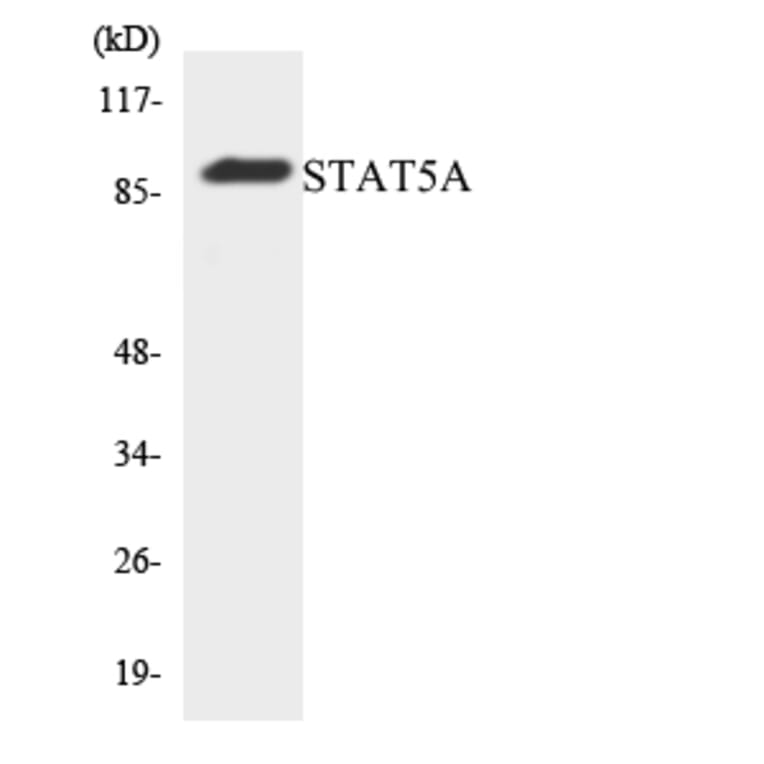 Western Blot - Anti-STAT5A Antibody (R12-3567) - Antibodies.com