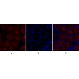 Immunofluorescence - Anti-SOCS-1 Antibody (R12-2360) - Antibodies.com