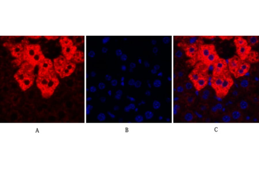 Immunofluorescence - Anti-SOCS-1 Antibody (R12-2360) - Antibodies.com