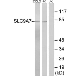 Western Blot - Anti-SLC9A7 Antibody (C18839) - Antibodies.com
