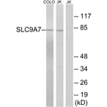 Western Blot - Anti-SLC9A7 Antibody (C18839) - Antibodies.com