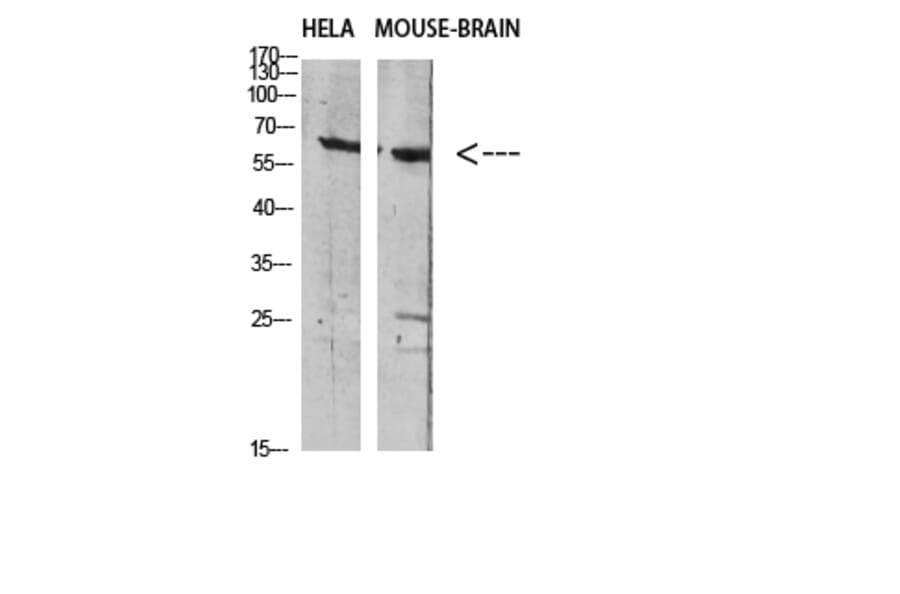 Western Blot - Anti-SLC6A1 Antibody (C30272) - Antibodies.com
