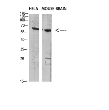 Western Blot - Anti-SLC6A1 Antibody (C30272) - Antibodies.com