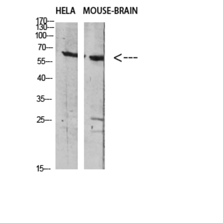 Western Blot - Anti-SLC6A1 Antibody (C30272) - Antibodies.com