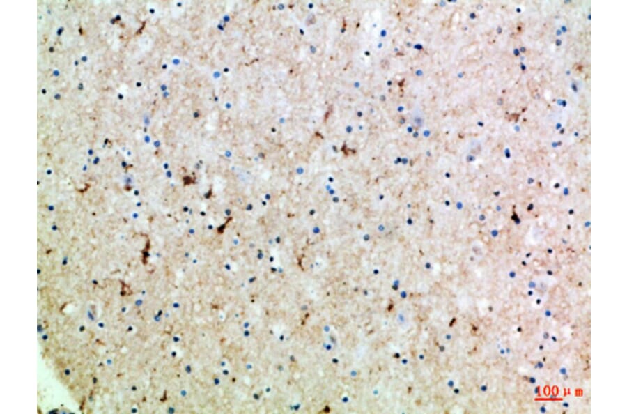 IHC - Anti-SLC6A1 Antibody (A96733)