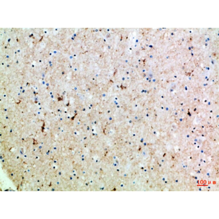 Immunohistochemistry - Anti-SLC6A1 Antibody (C30272) - Antibodies.com