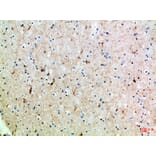 Immunohistochemistry - Anti-SLC6A1 Antibody (C30272) - Antibodies.com