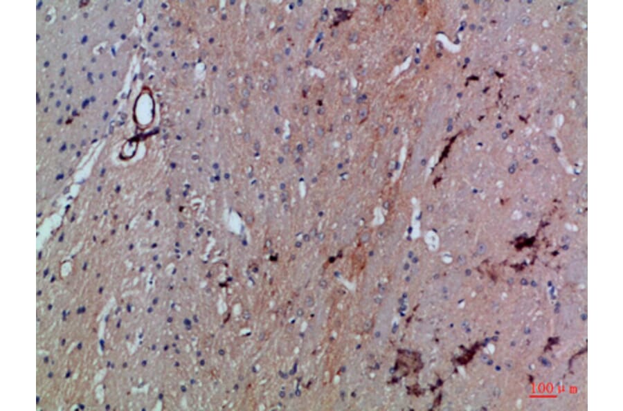 Immunohistochemistry - Anti-SLC6A1 Antibody (C30272) - Antibodies.com
