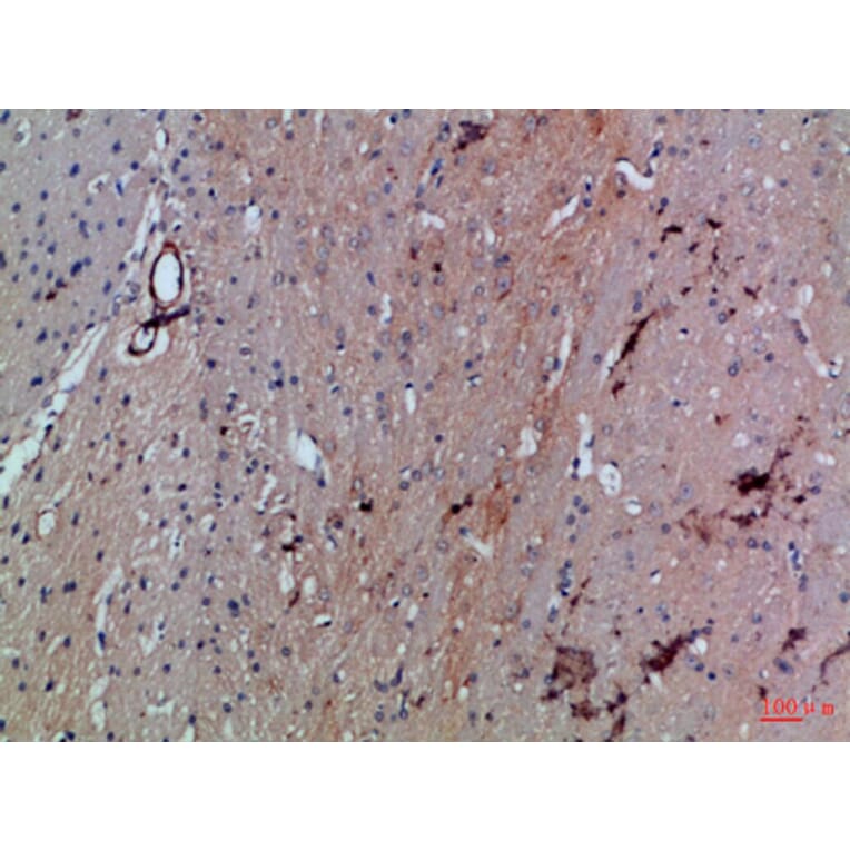 Immunohistochemistry - Anti-SLC6A1 Antibody (C30272) - Antibodies.com