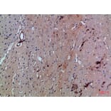 Immunohistochemistry - Anti-SLC6A1 Antibody (C30272) - Antibodies.com