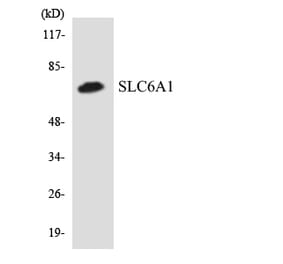 Western Blot - Anti-SLC6A1 Antibody (R12-3536) - Antibodies.com
