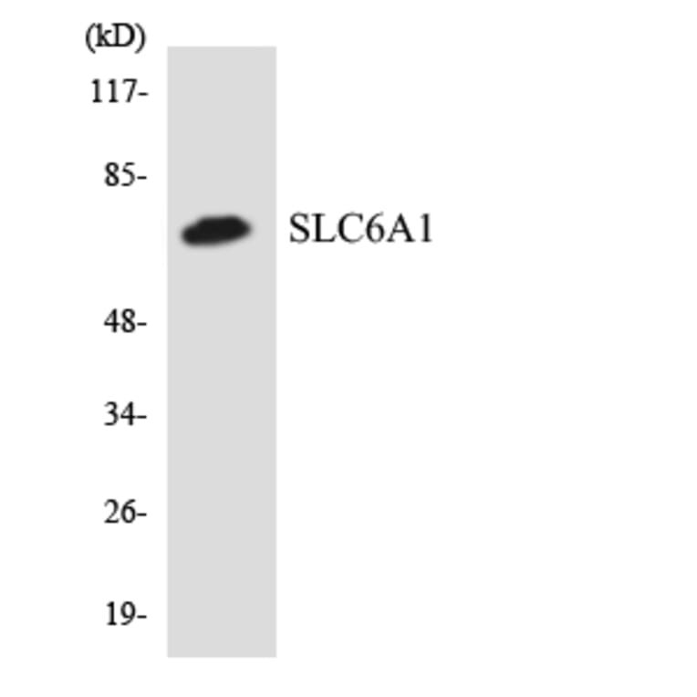 Western Blot - Anti-SLC6A1 Antibody (R12-3536) - Antibodies.com
