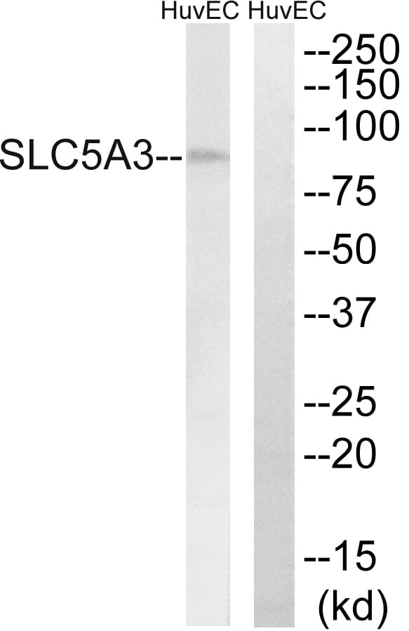 Western blot analysis of lysates from HUVEC cells using Anti-SLC5A3 Antibody. The right hand lane represents a negative control, where the antibody is blocked by the immunising peptide.