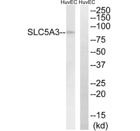 Western Blot - Anti-SLC5A3 Antibody (C18843) - Antibodies.com