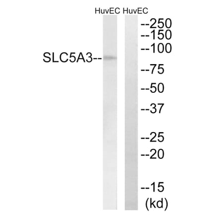 Western Blot - Anti-SLC5A3 Antibody (C18843) - Antibodies.com
