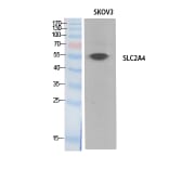 Western Blot - Anti-SLC2A4 Antibody (C30273) - Antibodies.com