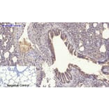 Immunohistochemistry - Anti-SLC2A4 Antibody (C30273) - Antibodies.com
