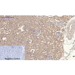Immunohistochemistry - Anti-SLC2A4 Antibody (C30273) - Antibodies.com