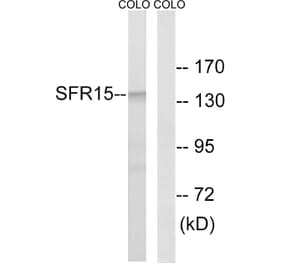 Western Blot - Anti-SFRS15 Antibody (C18932) - Antibodies.com