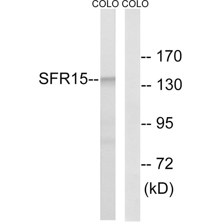 Western Blot - Anti-SFRS15 Antibody (C18932) - Antibodies.com
