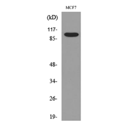Western Blot - Anti-SEMA4D Antibody (C30405) - Antibodies.com