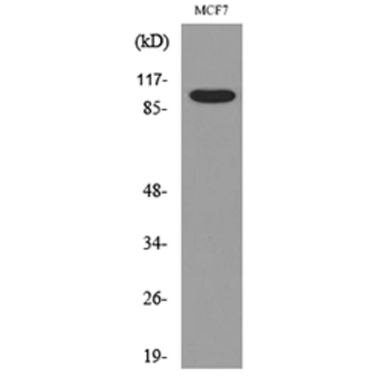 Western Blot - Anti-SEMA4D Antibody (C30405) - Antibodies.com