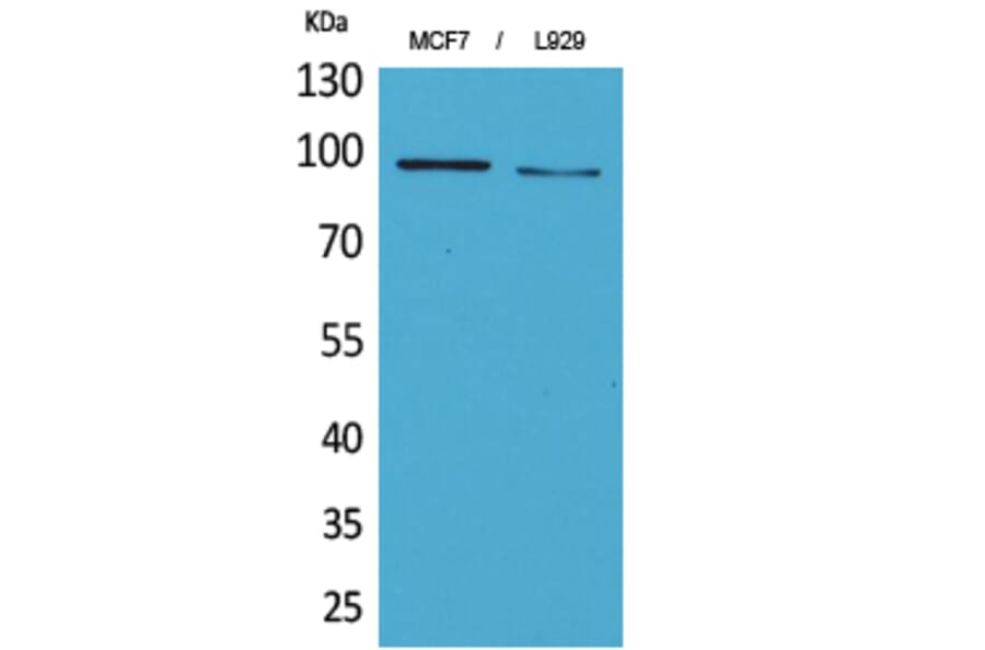 Western Blot - Anti-SEMA4D Antibody (C30405) - Antibodies.com