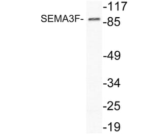 Western Blot - Anti-SEMA3F Antibody (R12-2353) - Antibodies.com