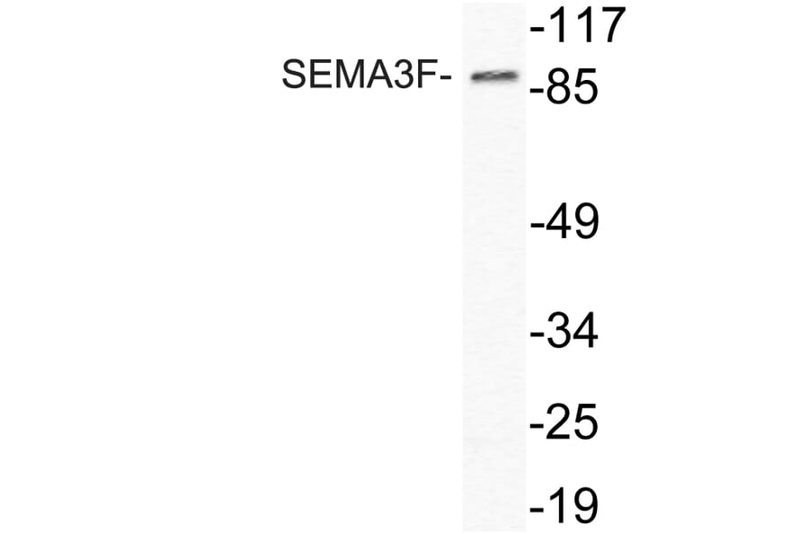 Western Blot - Anti-SEMA3F Antibody (R12-2353) - Antibodies.com
