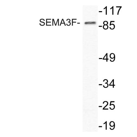 Western Blot - Anti-SEMA3F Antibody (R12-2353) - Antibodies.com