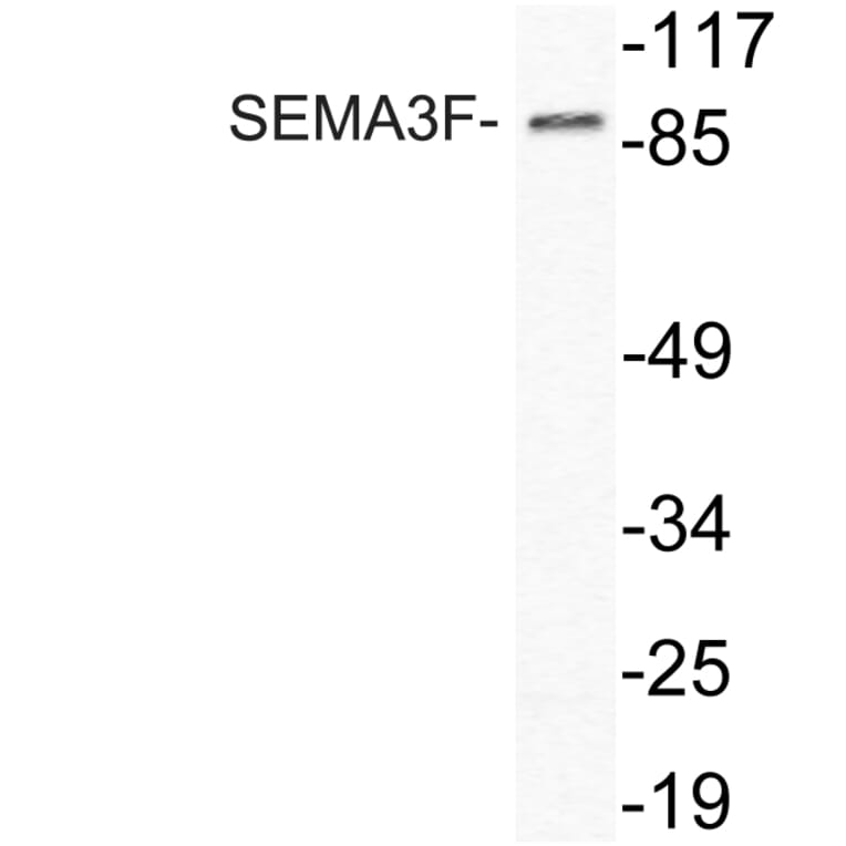 Western Blot - Anti-SEMA3F Antibody (R12-2353) - Antibodies.com