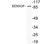 Western Blot - Anti-SEMA3F Antibody (R12-2353) - Antibodies.com