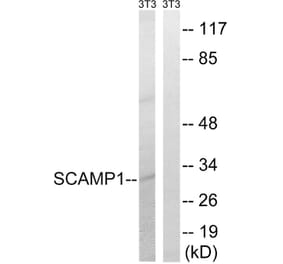 Western Blot - Anti-SCAMP1 Antibody (C18492) - Antibodies.com