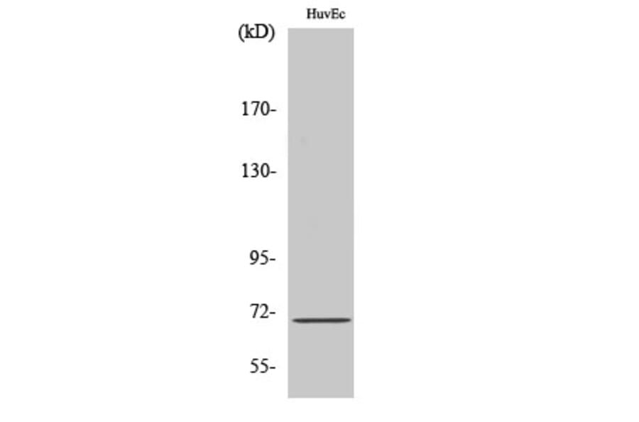 Western Blot - Anti-Sam 68 Antibody (R12-2343) - Antibodies.com