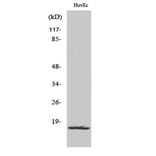 Western Blot - Anti-RPL26L Antibody (C14163) - Antibodies.com