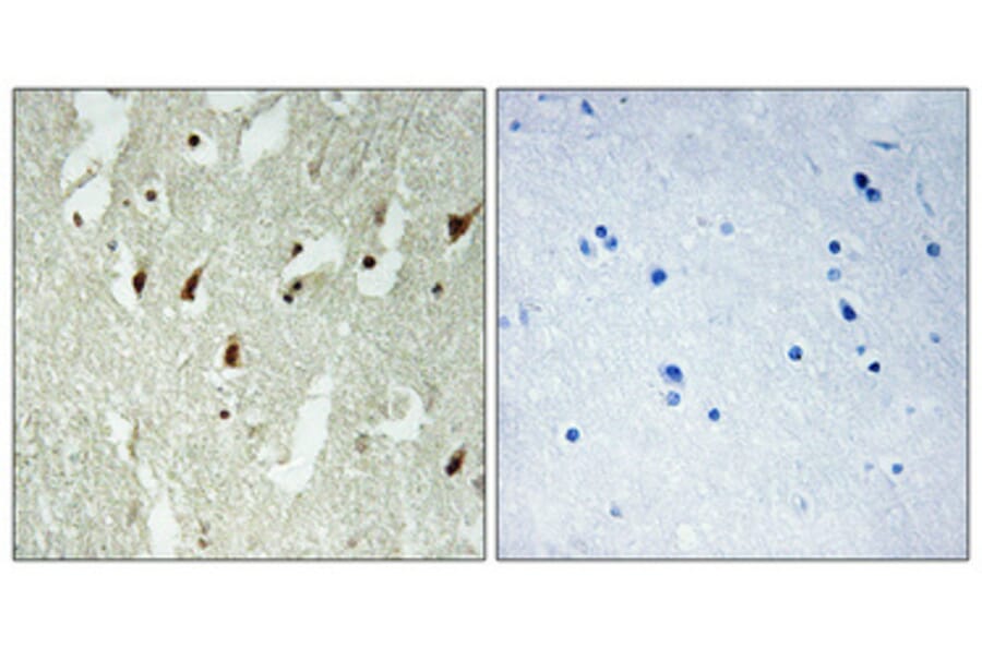 Immunohistochemistry - Anti-RPL26L Antibody (C14163) - Antibodies.com