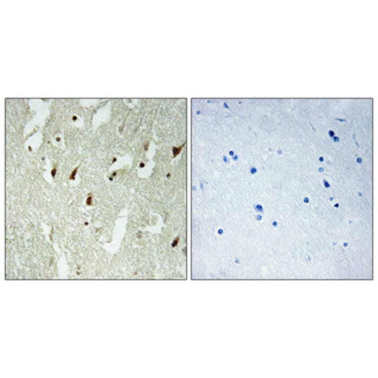 Immunohistochemistry - Anti-RPL26L Antibody (C14163) - Antibodies.com