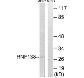 Western Blot - Anti-RNF138 Antibody (C15572) - Antibodies.com