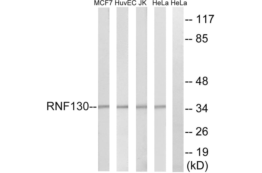 Western Blot - Anti-RNF130 Antibody (C20560) - Antibodies.com