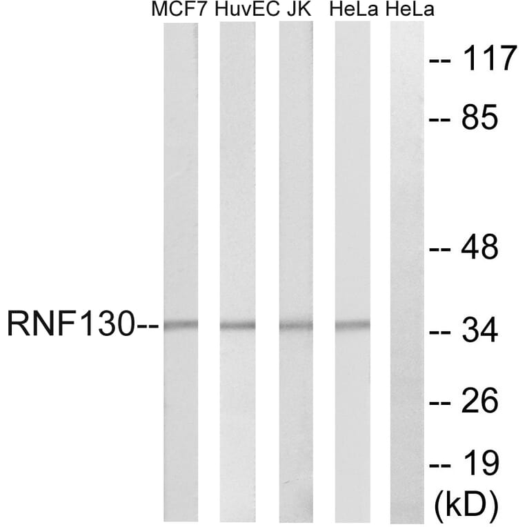 Western Blot - Anti-RNF130 Antibody (C20560) - Antibodies.com
