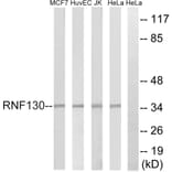 Western Blot - Anti-RNF130 Antibody (C20560) - Antibodies.com