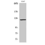 Western Blot - Anti-RANBP6 Antibody (C18159) - Antibodies.com