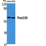 Western Blot - Anti-RAD23B Antibody (C19671) - Antibodies.com