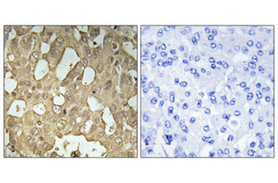 Immunohistochemistry - Anti-RABEP2 Antibody (C18116) - Antibodies.com
