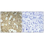 Immunohistochemistry - Anti-RABEP2 Antibody (C18116) - Antibodies.com